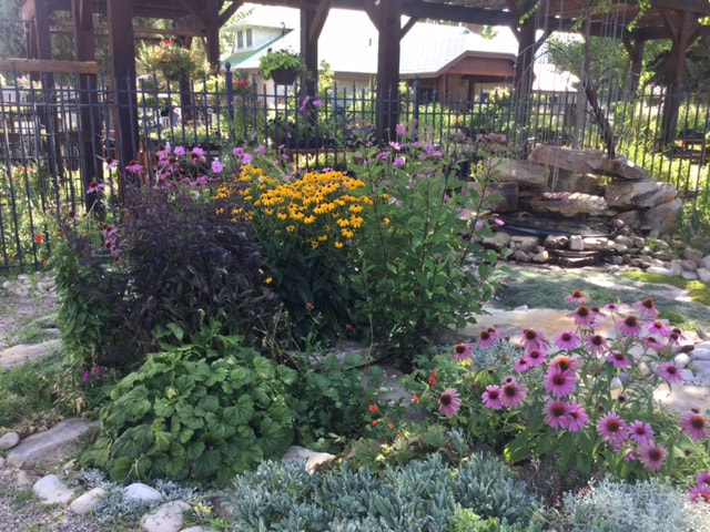 purple asters perennials by a water feature